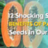 12 Shocking Super Benefits Of Papaya Seeds In Our Body