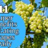 11 Super Benefits Of Eating Grapes Daily