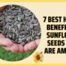 7 Best Health Benefits Of Sunflower Seeds That Are Amazing
